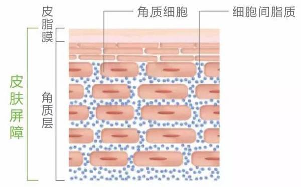 導致痤瘡的根本原因，角質細胞死皮細胞究竟是什么？