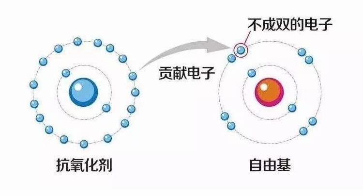 自由基-澤十字祛痘百科