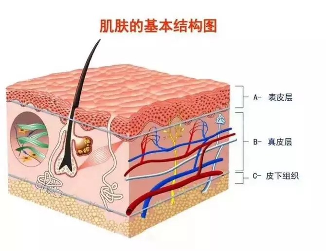 小科普講解“基底層”