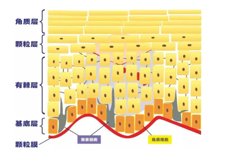 一年四季臉上都有紅血絲？那還不是你角質層薄的可憐.....